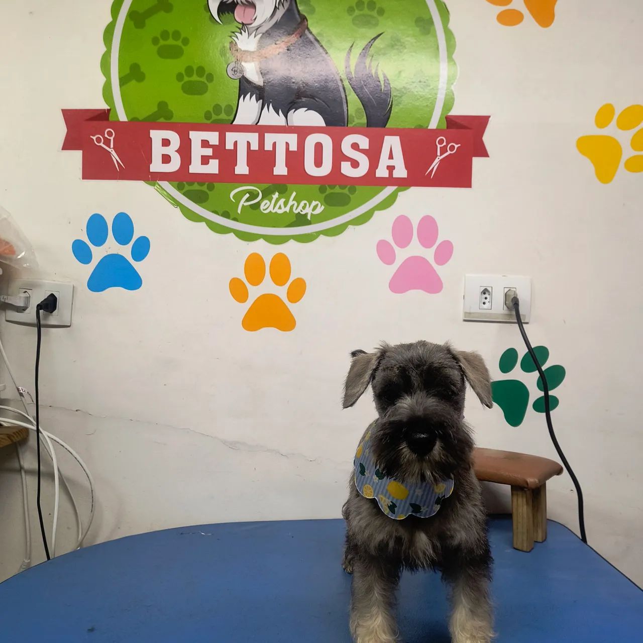 Animais de estimação  - Foto 2