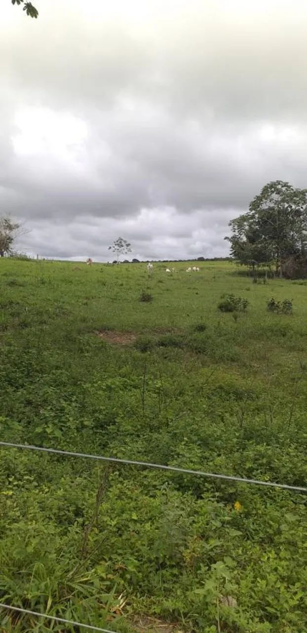 Fazenda para Venda em Guaraí - Foto 2
