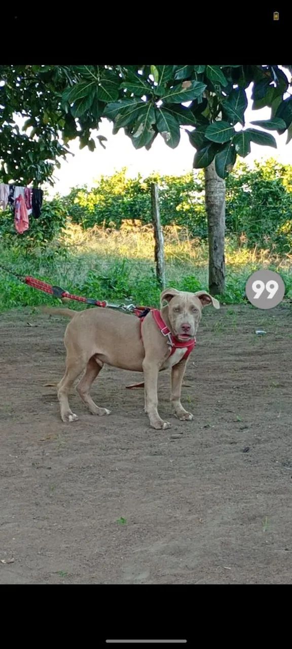 Cachorro Pitbull.