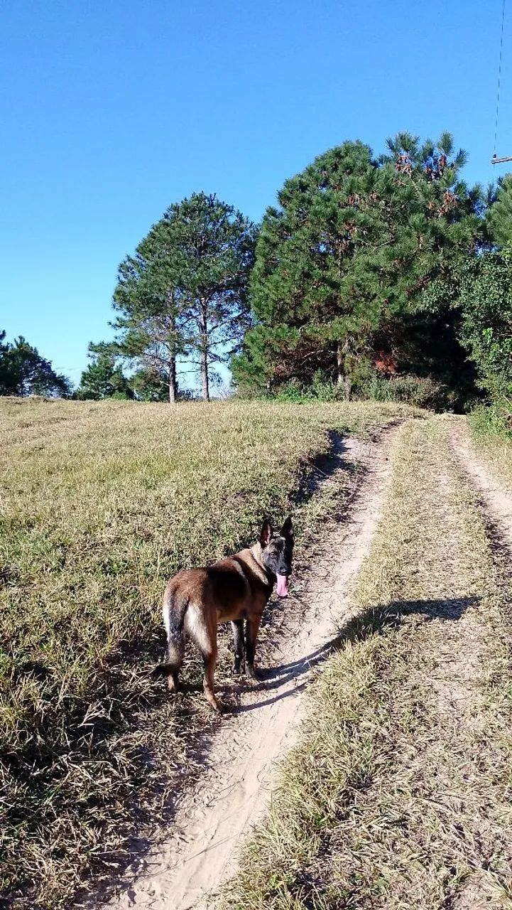 Pastor belga malinois 