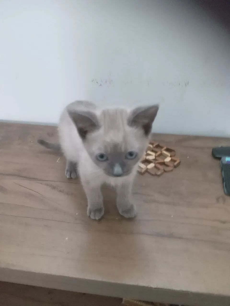Doação de filhote de gato