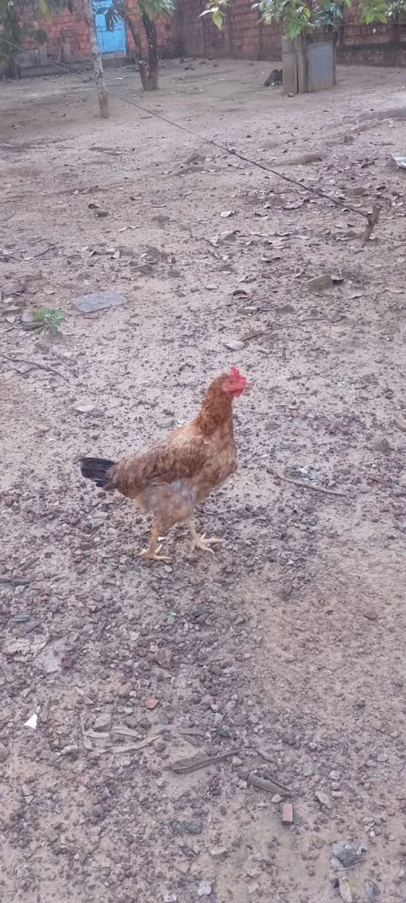 Galinha Caipira 