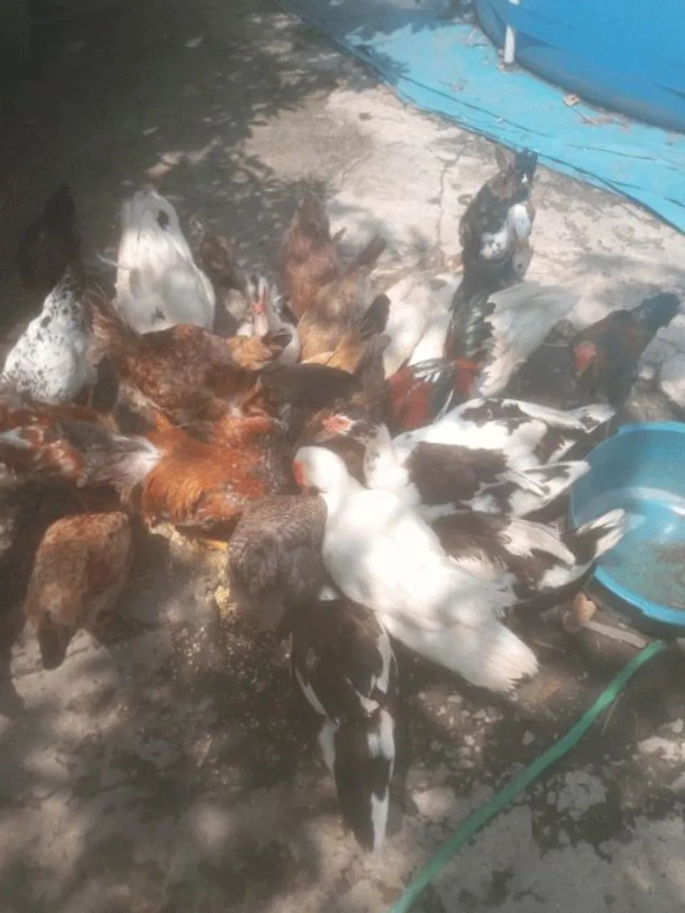 Patos ! - Foto 4