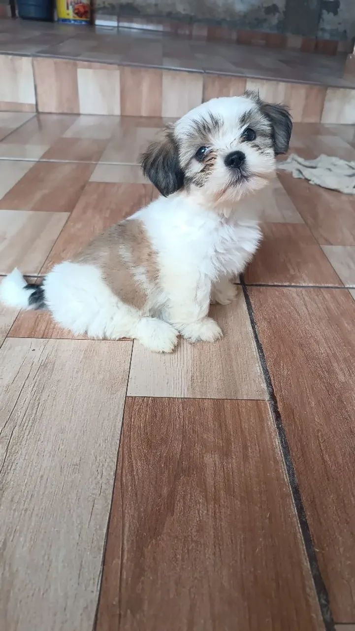 Lhasa apso 