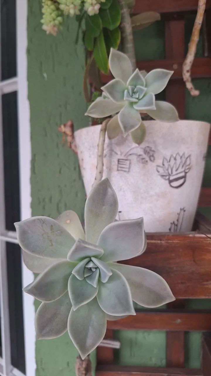 várias plantas