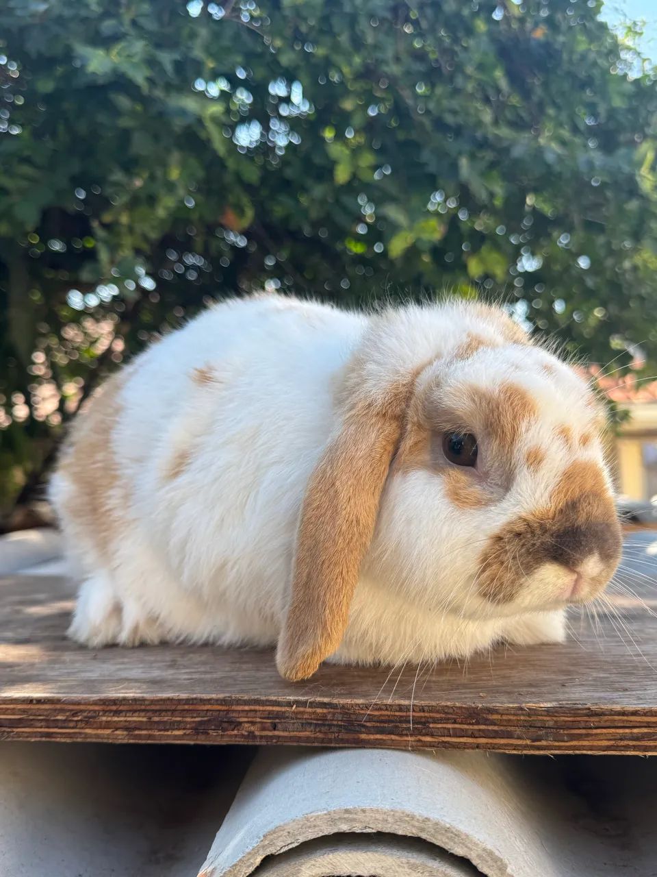Coelho mini lop macho  - Foto 2