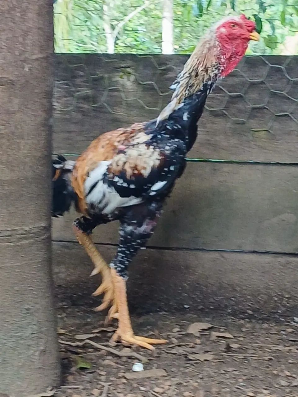 VENDA DE AVES - PORTO VELHO / RO ? - Foto 3