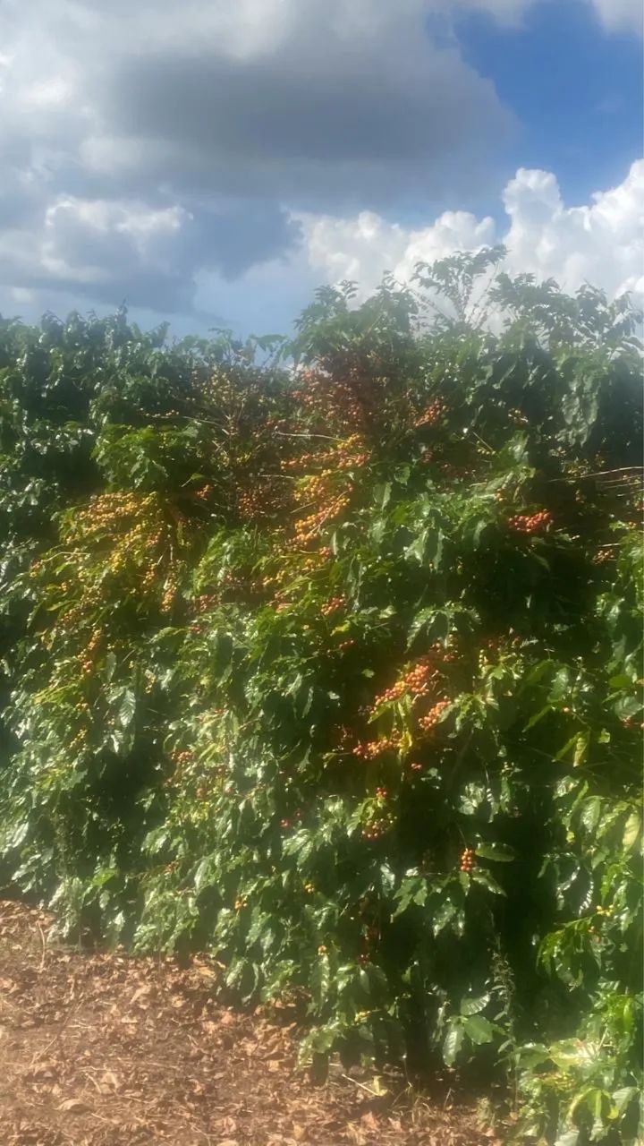 Fazenda de café no triângulo mineiro 