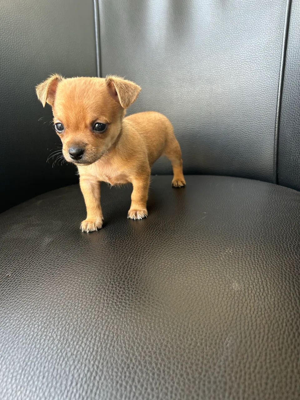 Pinscher zero - Foto 3