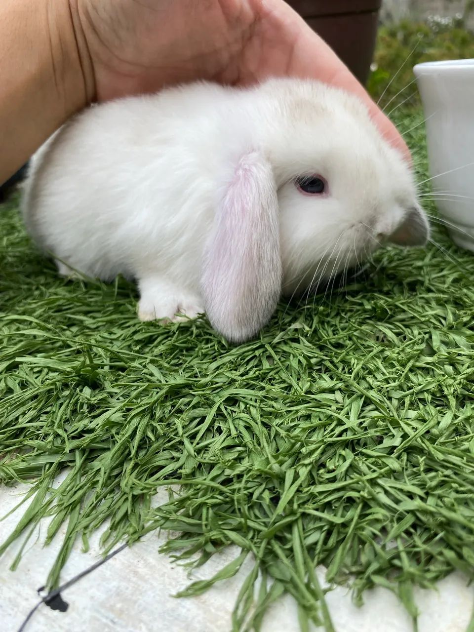 Coelho Mini Lop filhotes fofinhos