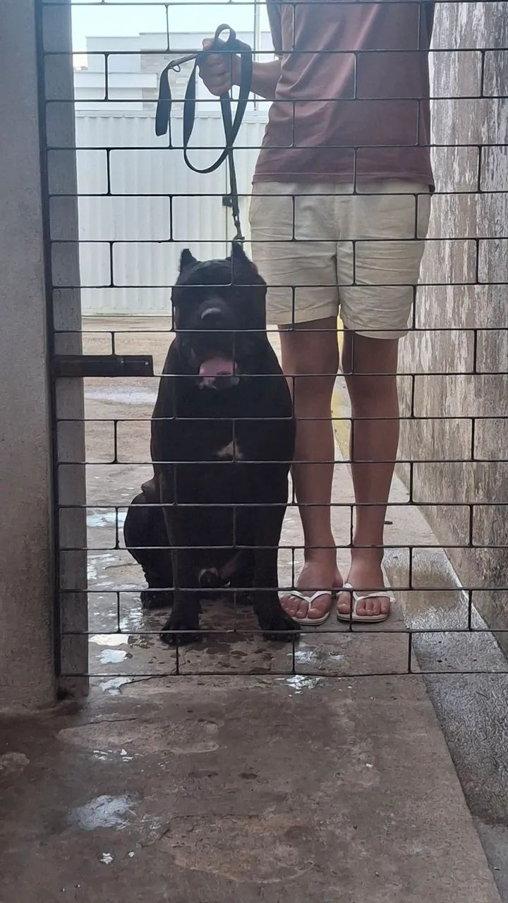 Cane corso - Foto 5