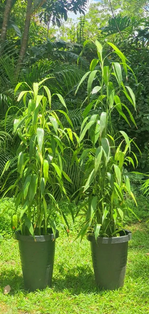 Bambu-da-Sorte - Foto 3
