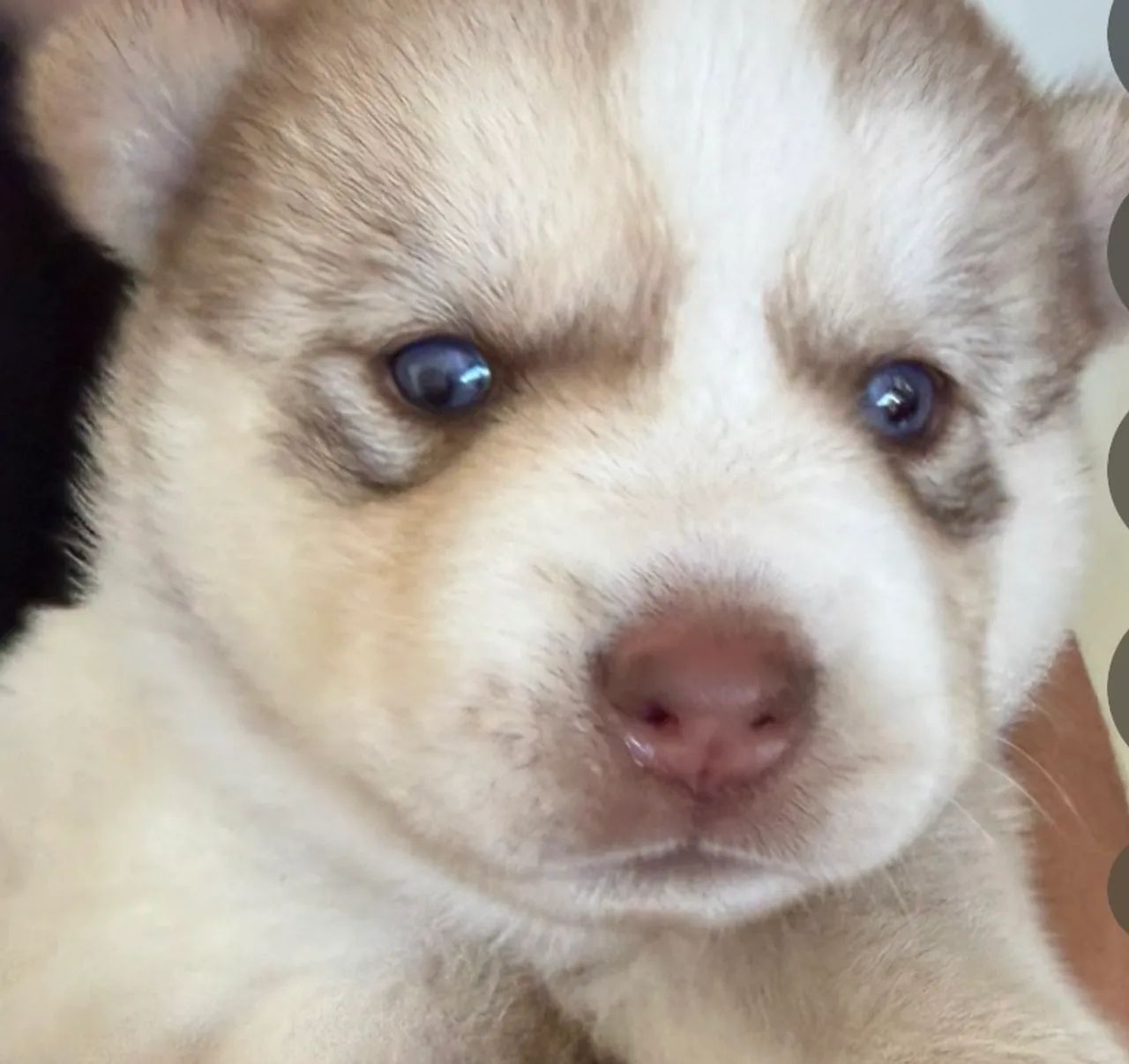 Filhote de Husky - Foto 5