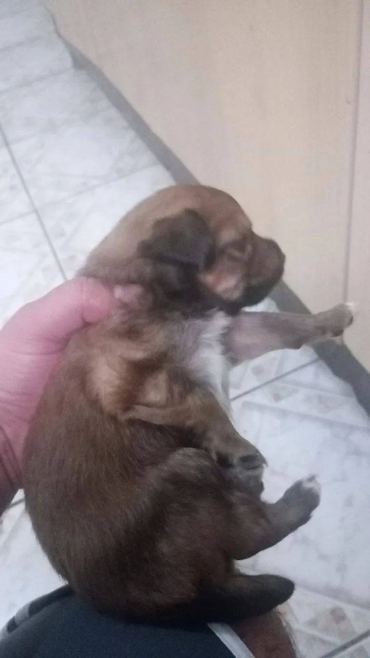 Pinther 