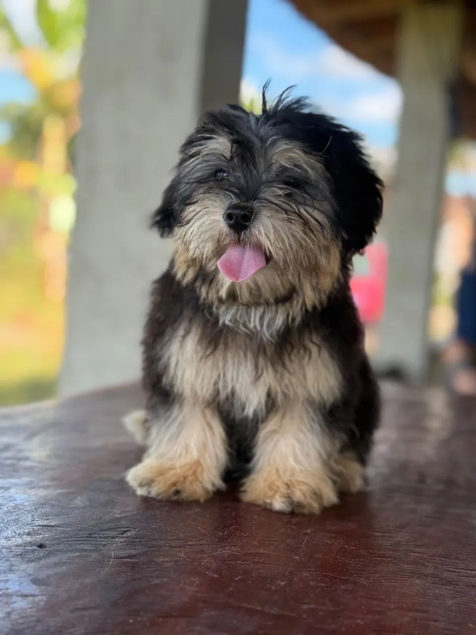 Lindos lhasa Apso - Foto 2