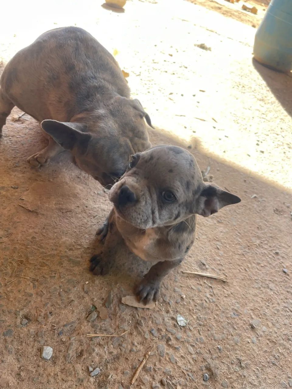 Vendo Buldogue Francês Merle  - Foto 4