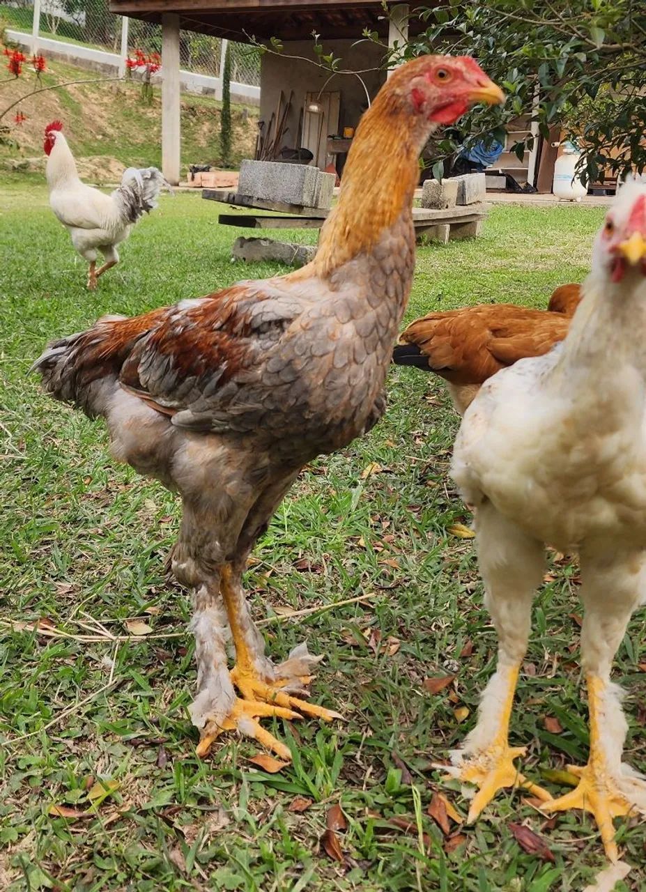 Frangos mestiço brahma
