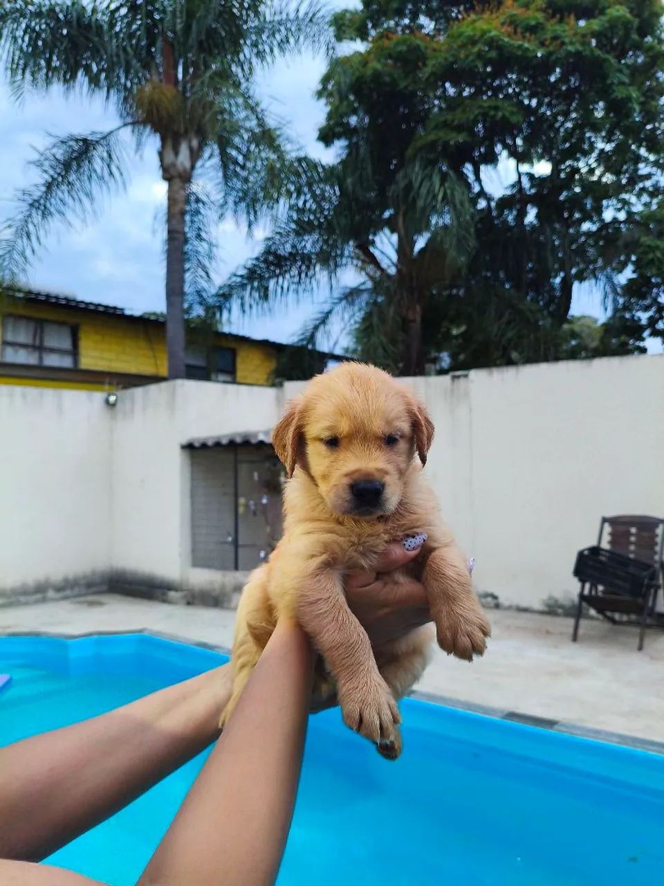 Goldens  - Foto 5