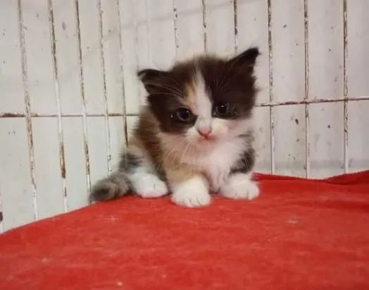Munchking Middle leg 