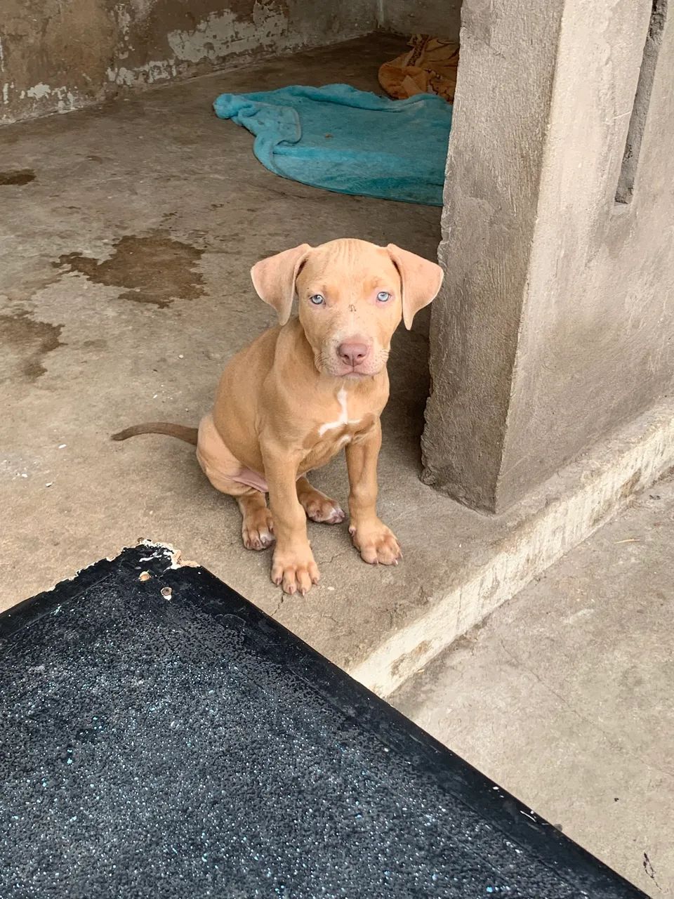 Filhote de pitbull ( fêmea)  - Foto 3