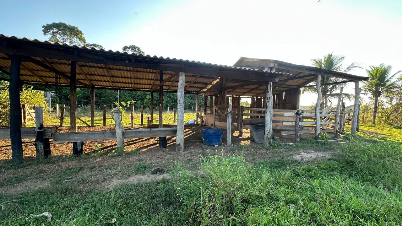 Vende- Chacara no Canutama ou linha Transpurus sentido Humaitá  - Foto 3