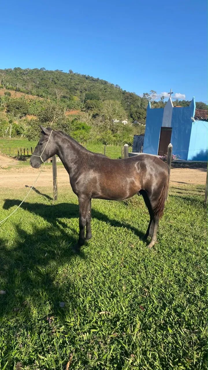 Vender - Foto 2