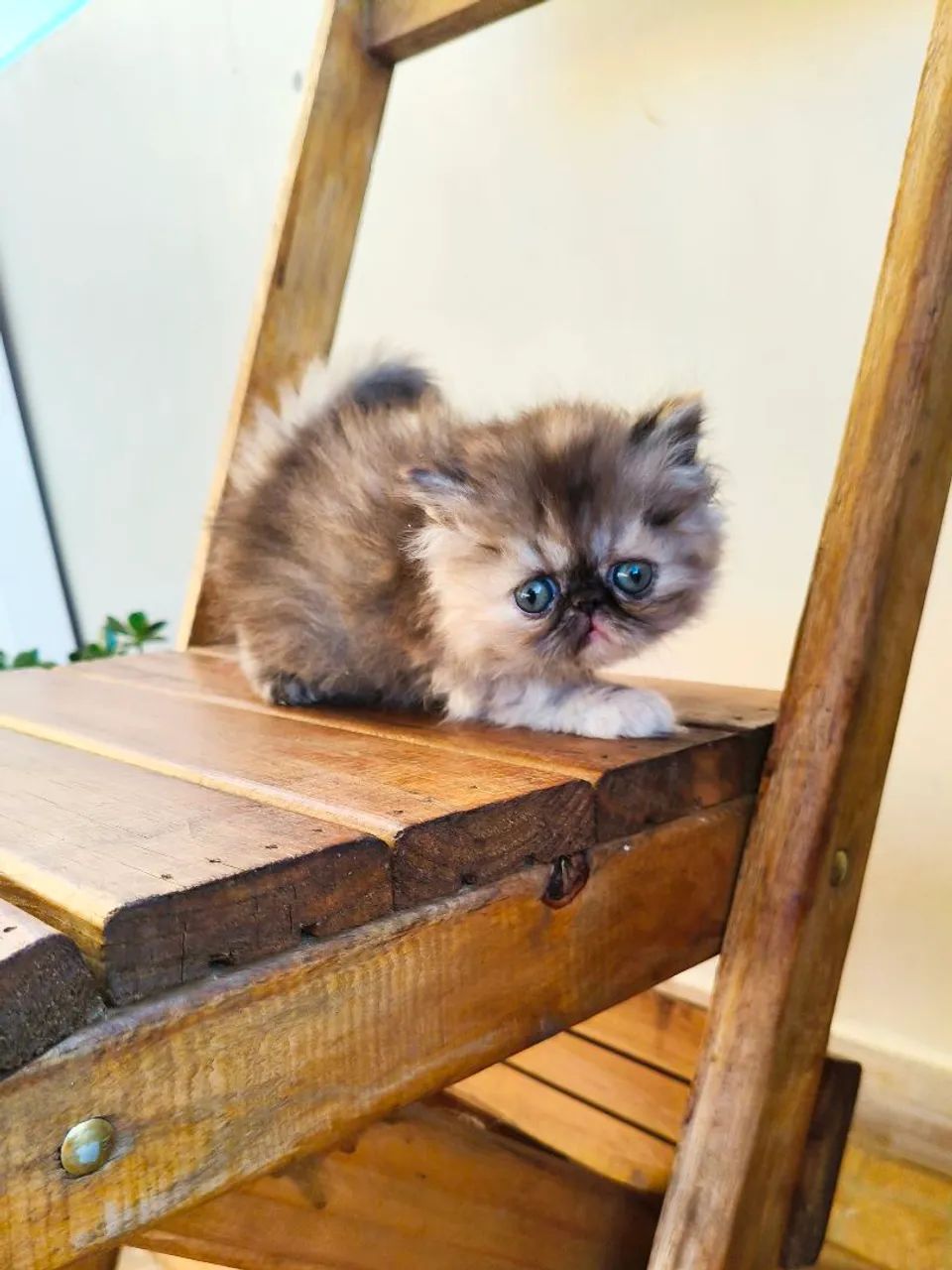 PERSA TopShow - FÊMEA Cor Black Tortie - Foto 6