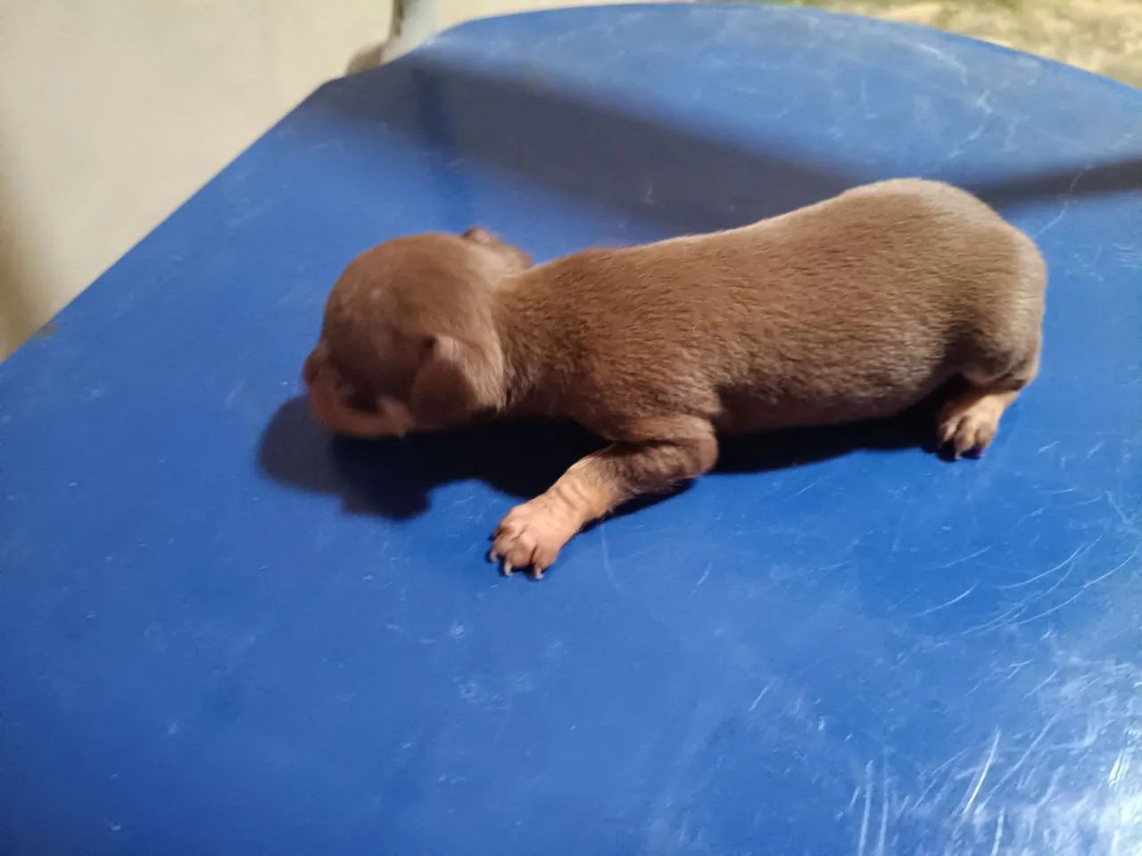 Cachorro  - Foto 3
