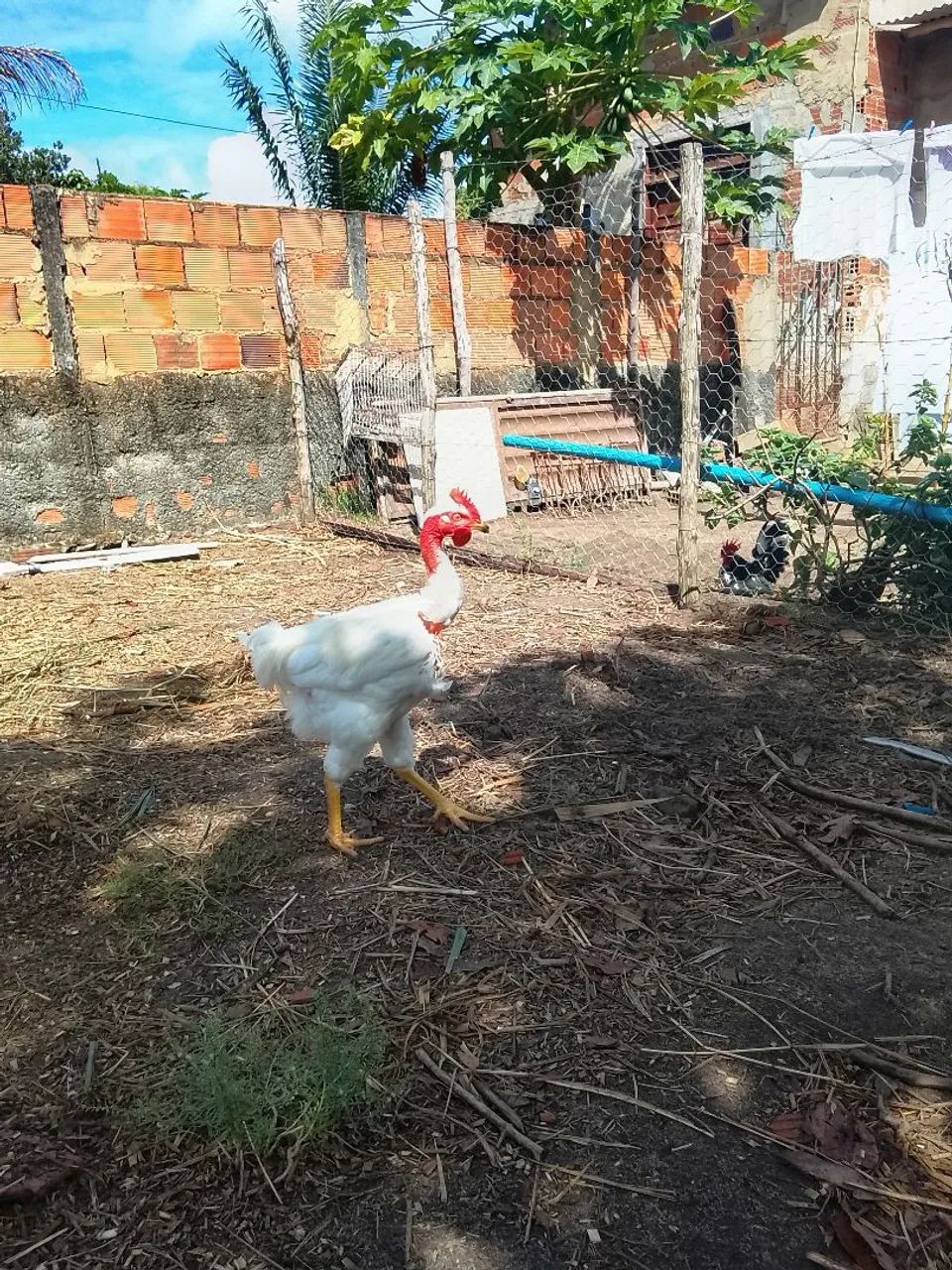 Vendo Frango GSB. 