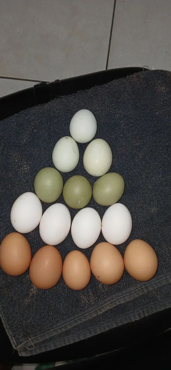 Ovos férteis  - Foto 6