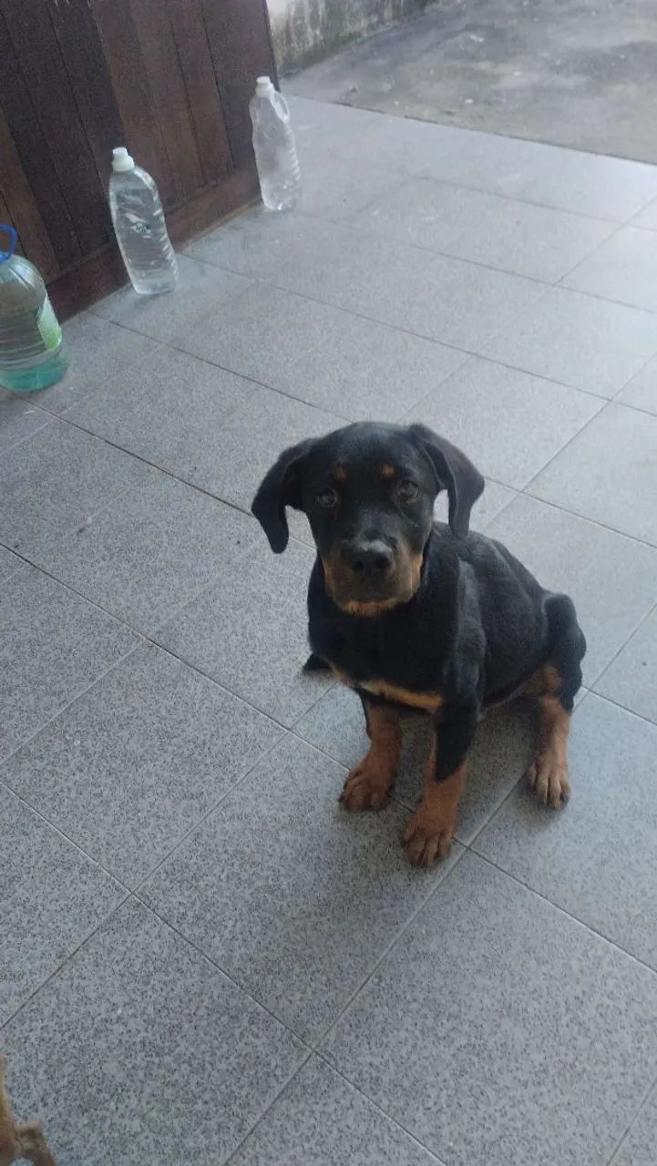 Rottweiler pra vender  - Foto 2