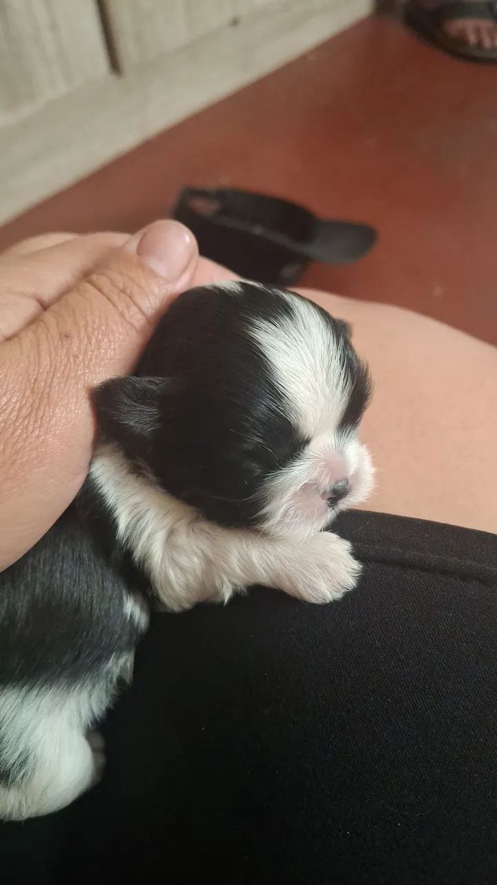 Cachorro shitzu  - Foto 2