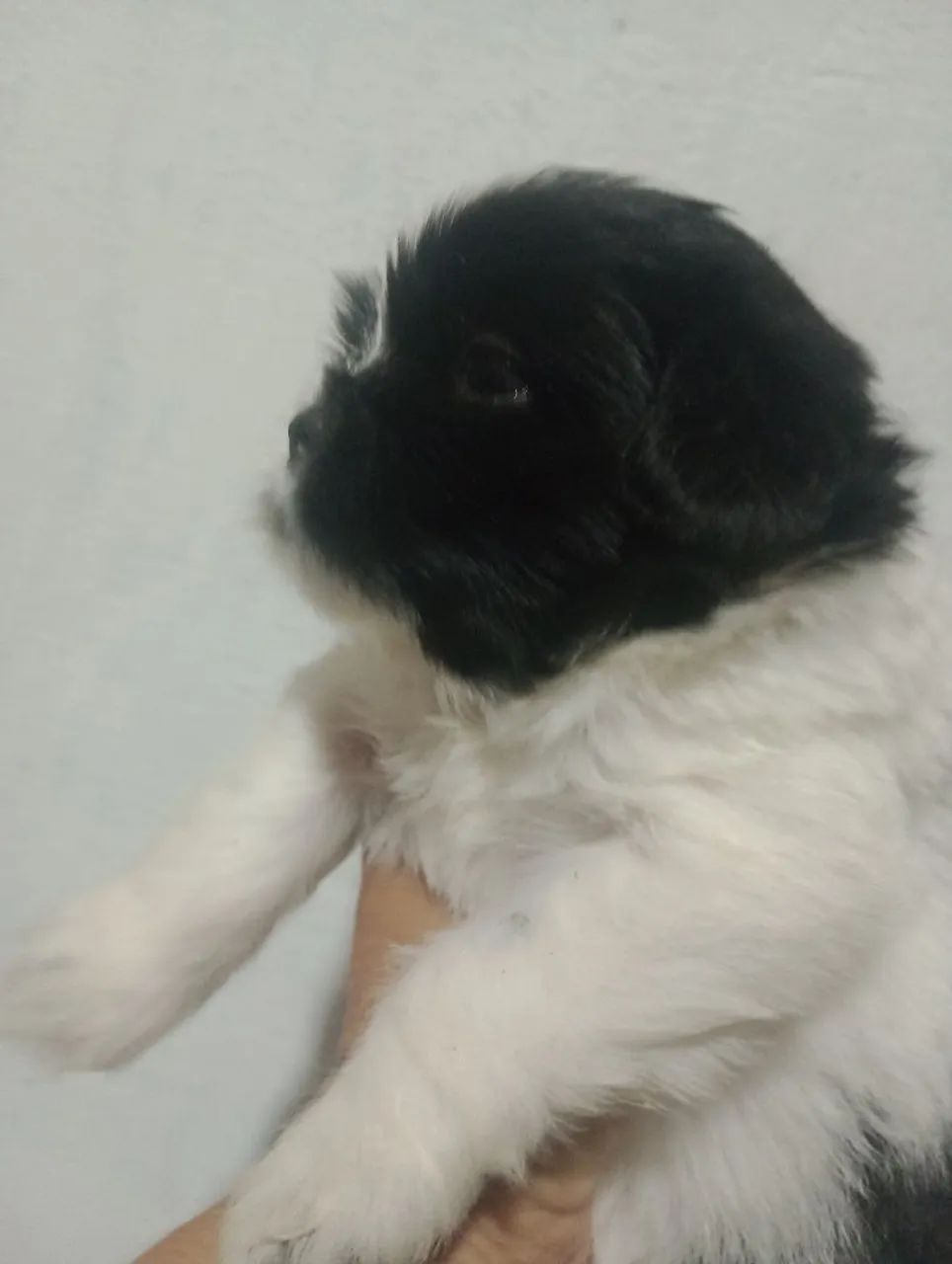 Vendo Shitzu com poodles  - Foto 3