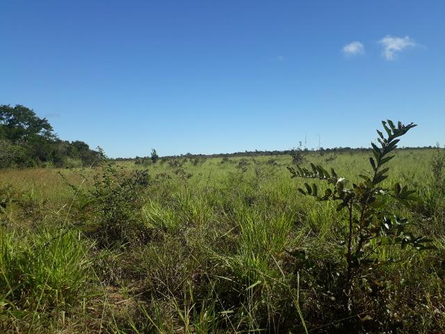 Fazenda 785 hectares ha 65 km de Jangada - Foto 12