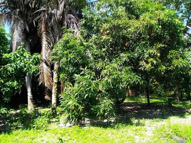 Sitio ótimo para morar e produzir ! - Foto 11