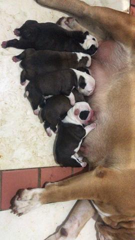 Em breve filhotes de Buldog Campeiro - Foto 4