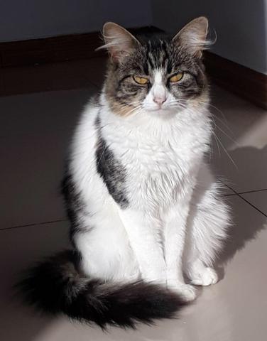 Doação de gata responsável