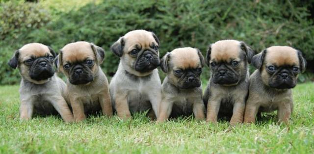 Pug - Foto 3