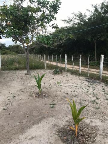 Sítio de 60Hectares a 13Km da Cidade do Buriti dos Lopes. (140mil) - Foto 15