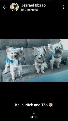 Yorkshire terrier micro Fêmea - Foto 3