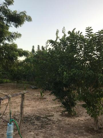 Sítio de 60Hectares a 13Km da Cidade do Buriti dos Lopes. (140mil) - Foto 9