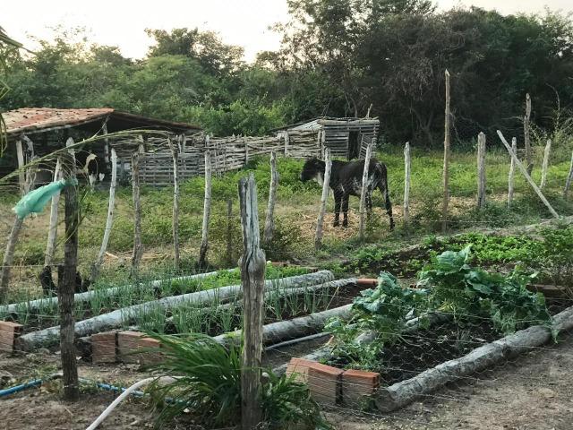 Sítio de 60Hectares a 13Km da Cidade do Buriti dos Lopes. (140mil) - Foto 14