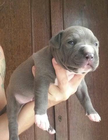 American Pitbull Terreir - Foto 6