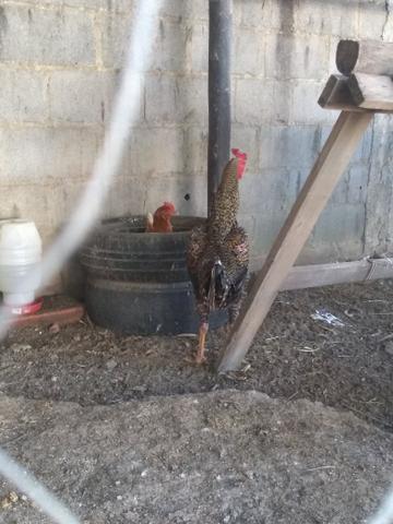Vendo galo 55,00