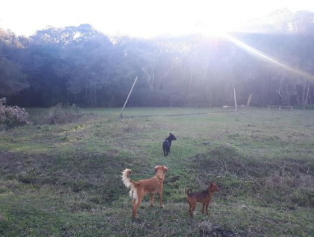 Chácara São José Dos Pinhas - Foto 5