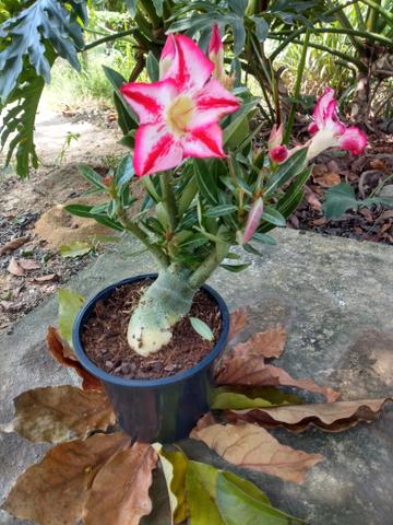 Rosas do deserto - Foto 3