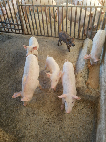 Suíno porco marrã Varrão barrão - Foto 4