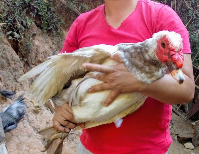 Pato gigante  (REPRODUTOR)
