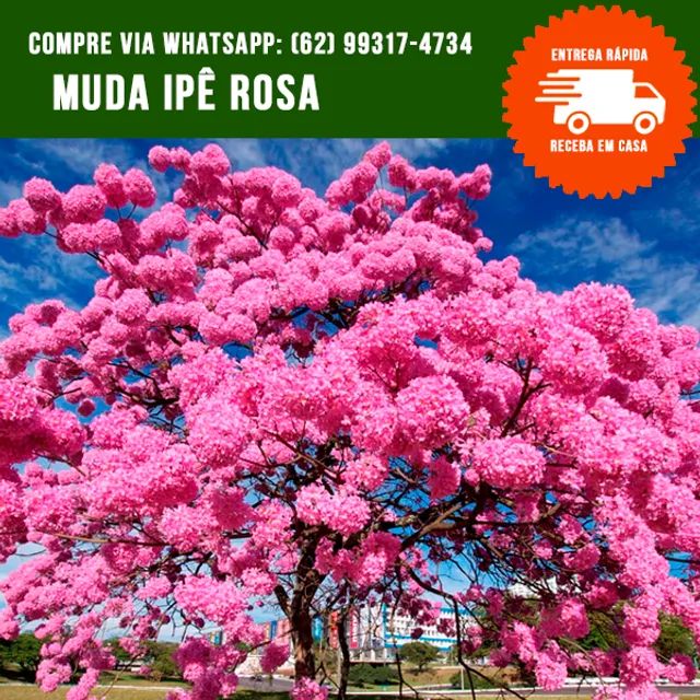 Mudas de Ipê Rosa
