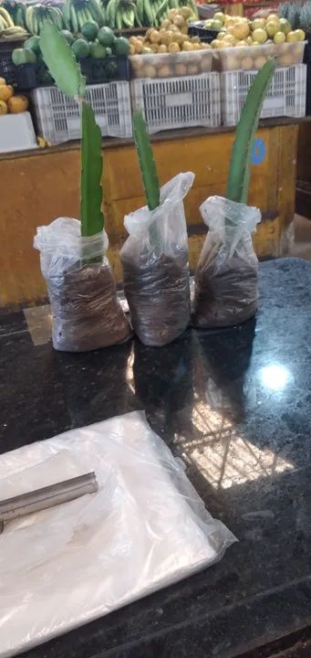 Muda de PITAIA - Foto 4
